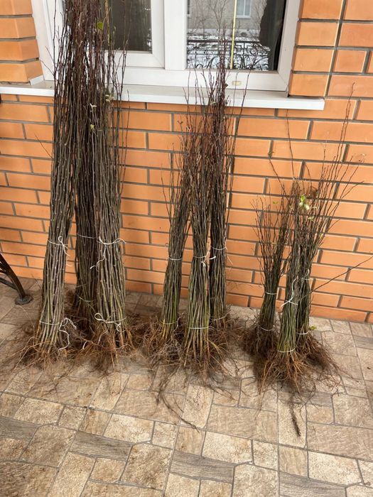 Підщепа/подвой айва BA29, MM-106, M9, алича