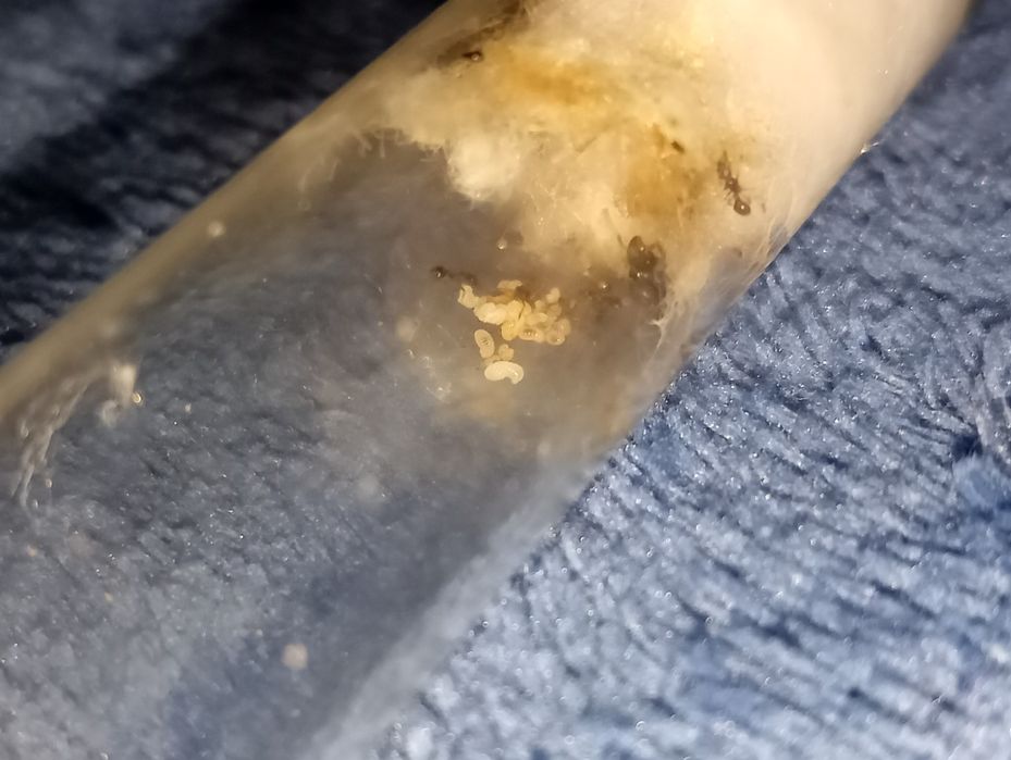 tetramorium caespitum