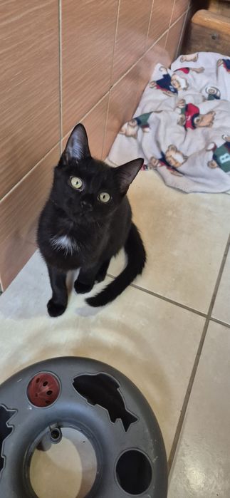 Kotka okolo 5 miesięcy