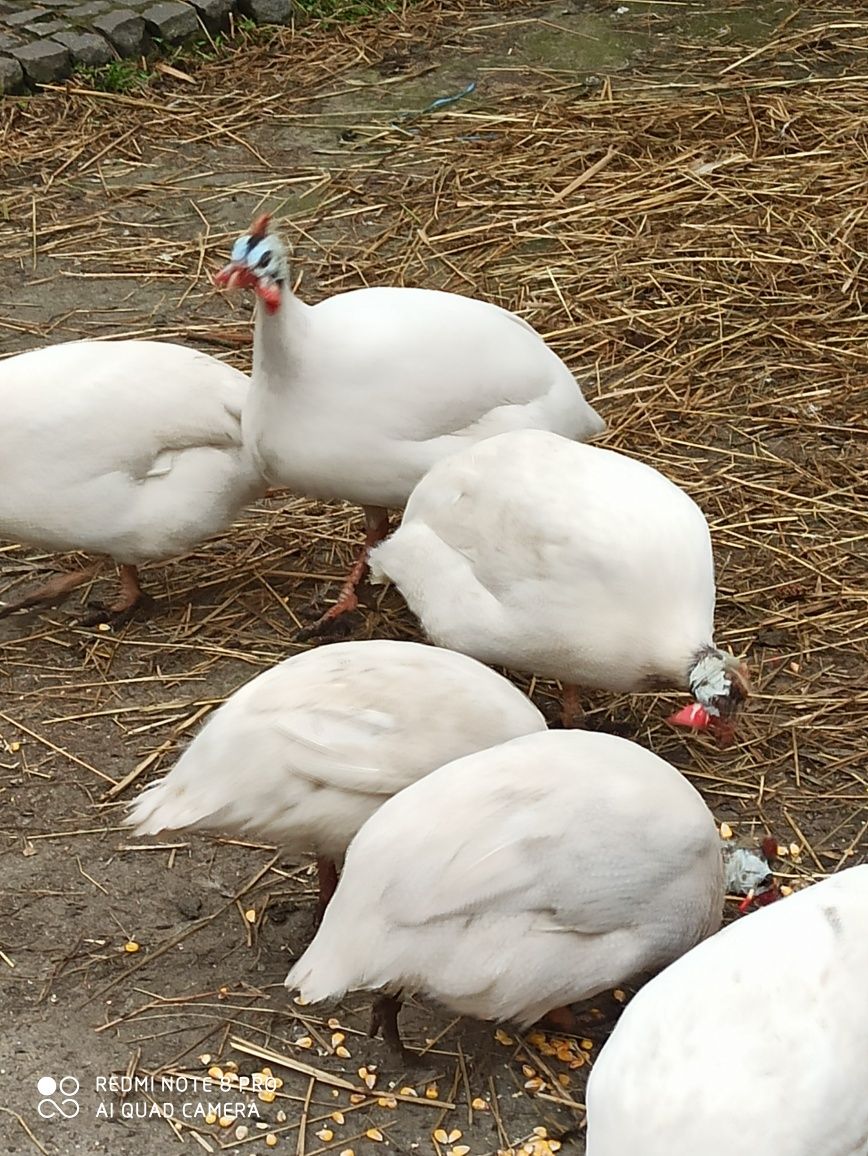 Продажа цесарей (самцы)