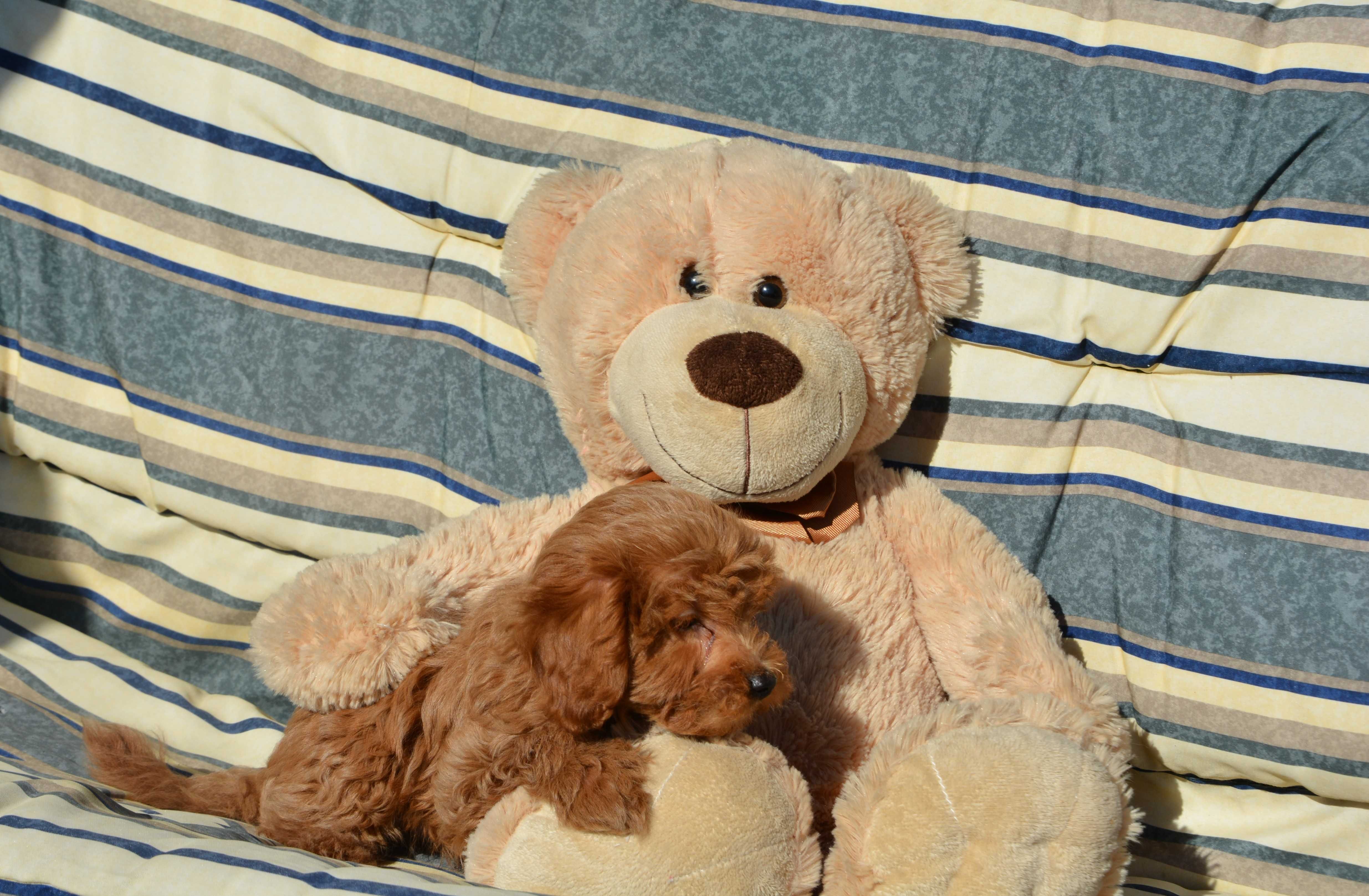Piesek Maltipoo F1B Hodowla Centopia Warszawa