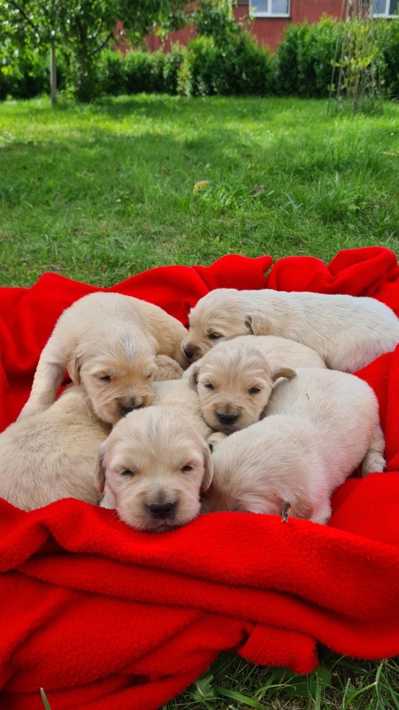 Golden Retriever