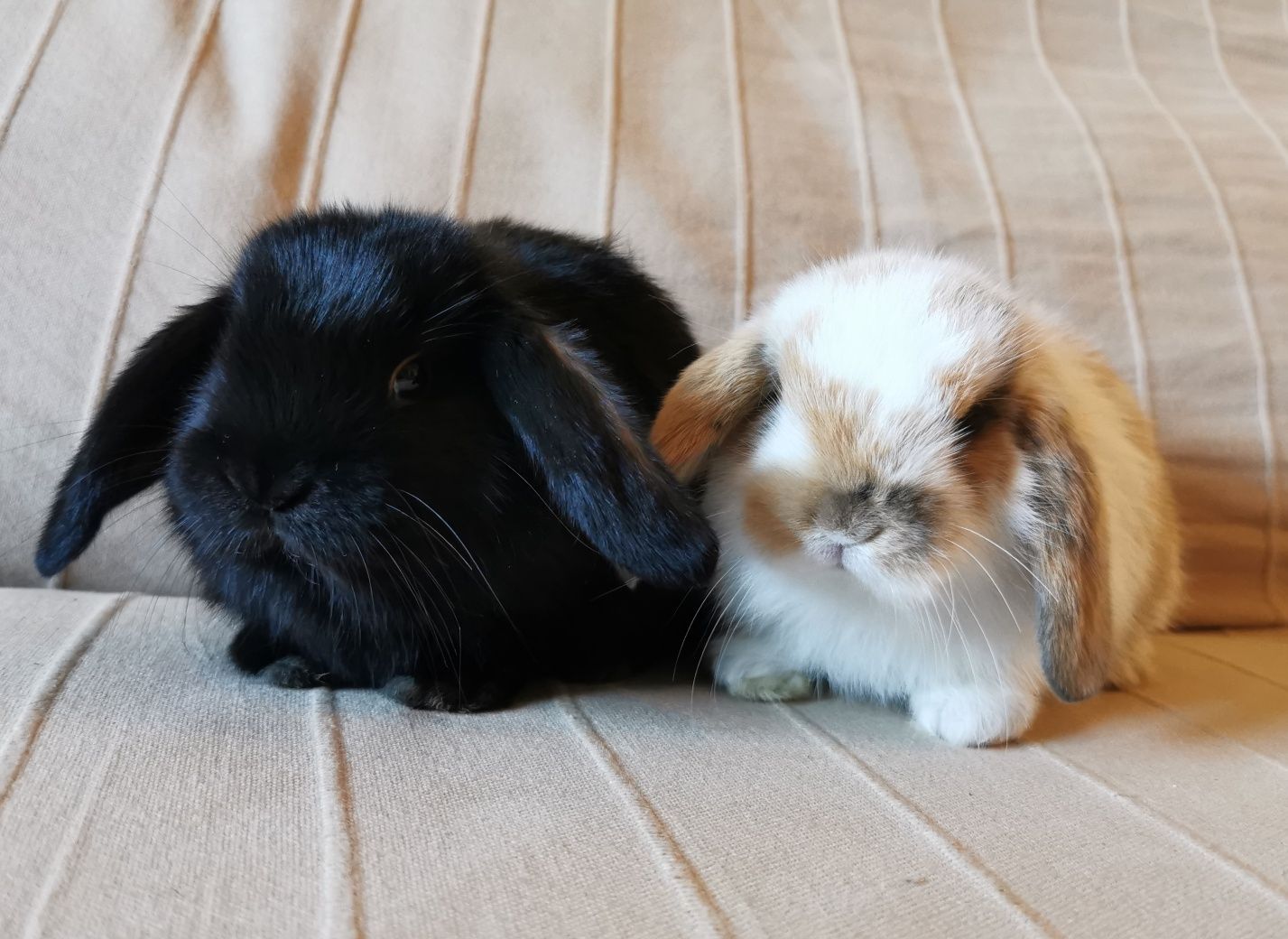 KIT Coelhos anões orelhudos, mini lop super inteligentes e dóceis