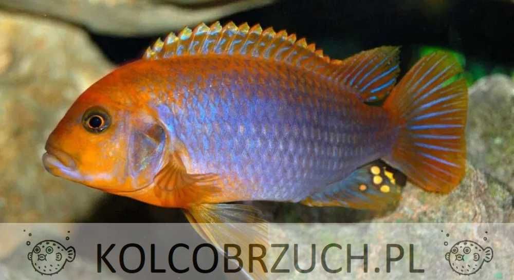 Iodotropheus sprengerae - Pyszczak RDZAWY - dowóz, wysyłka