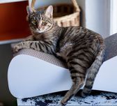 Коасень котик Джин шукає родину