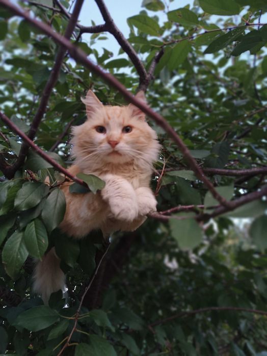 Віддам в хороші ручки кота