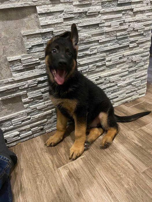 Отдам щенка немецкой овчарки в добрые руки