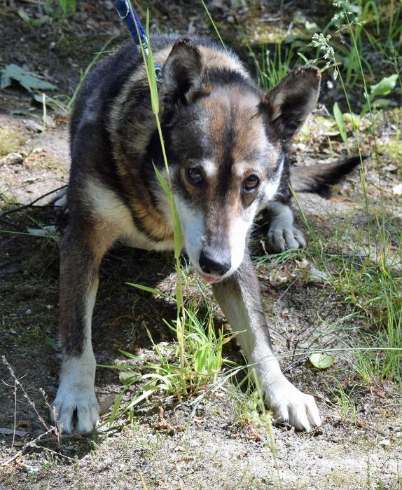 17 letni Pimpek - czy zdąży do domu ?