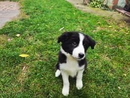 Border collie szczenię
