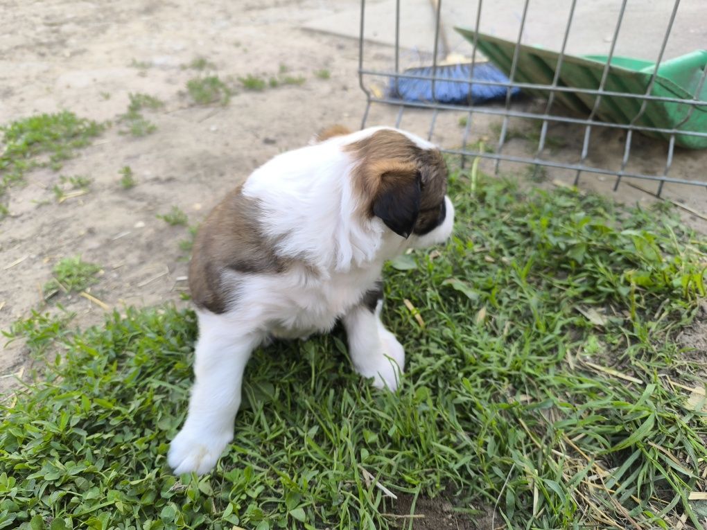 Border collie mix