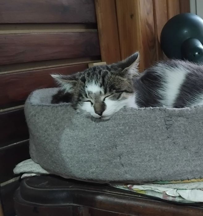 Віддам кошеня(хлопчик, 3 місяці)