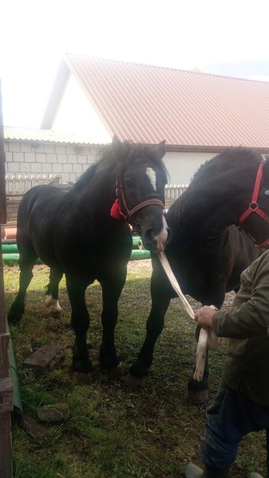 Koń konie para ogier  kary