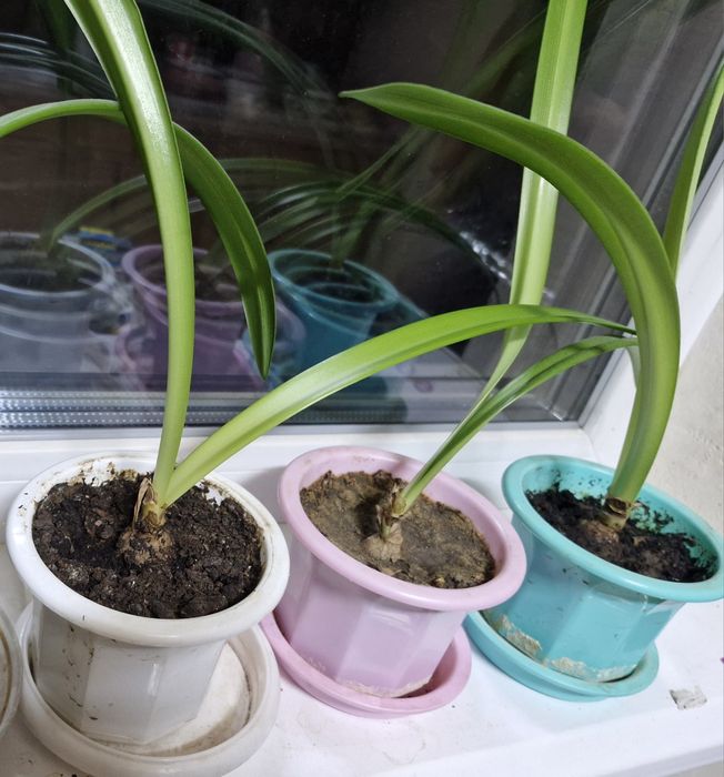 Продам гиппеаструм червоного кольору