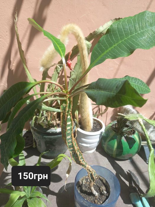 Продам цветочки.