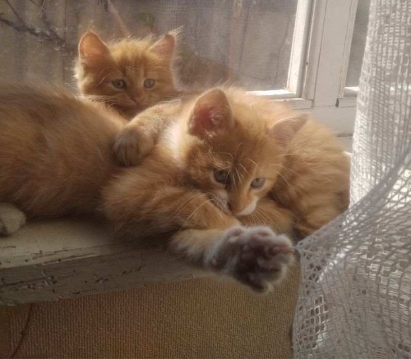 Древесный наполнитель с доставкой.