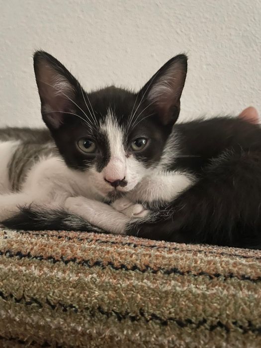 Gatos bebés para adoção responsável