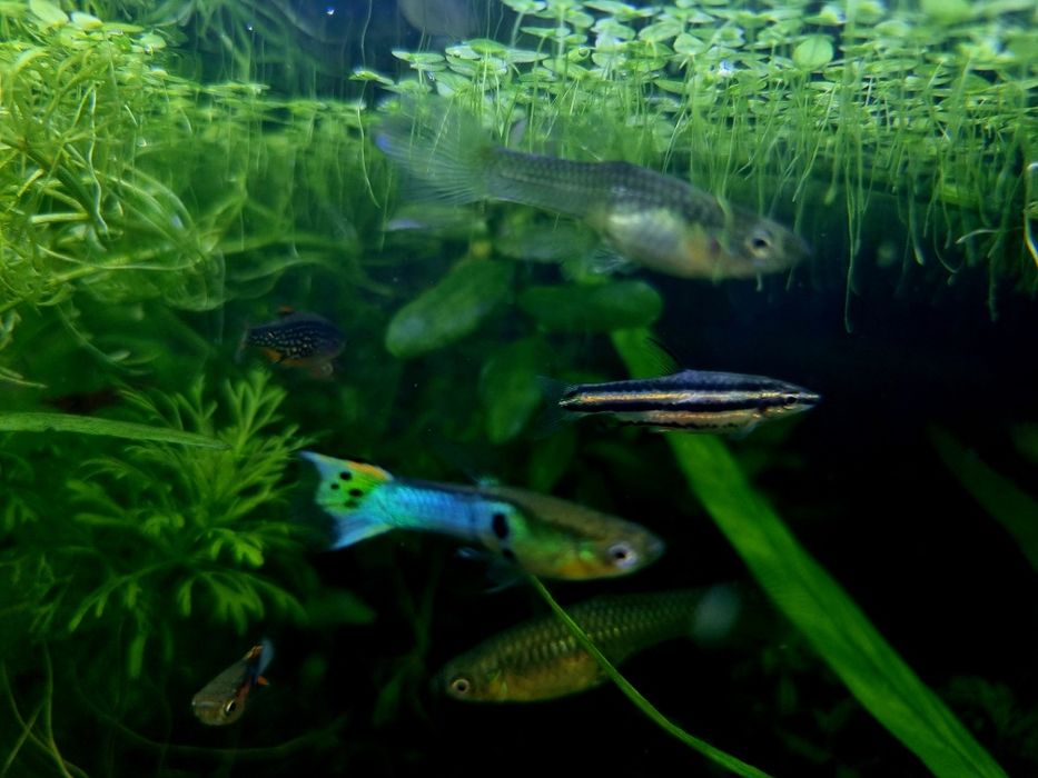 Drobnoustek marginatus/drobnoustek obrzeżony