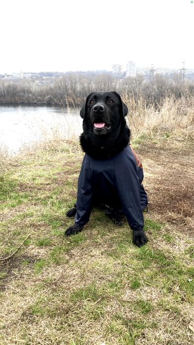 Мальчик-красавчик Лабрадор. Вязка