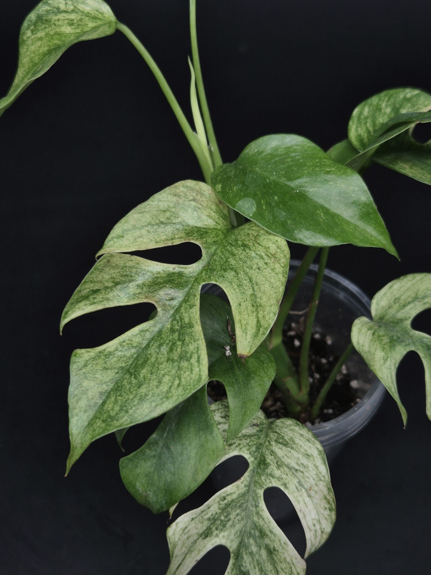Monstera Minima 'White Monster'