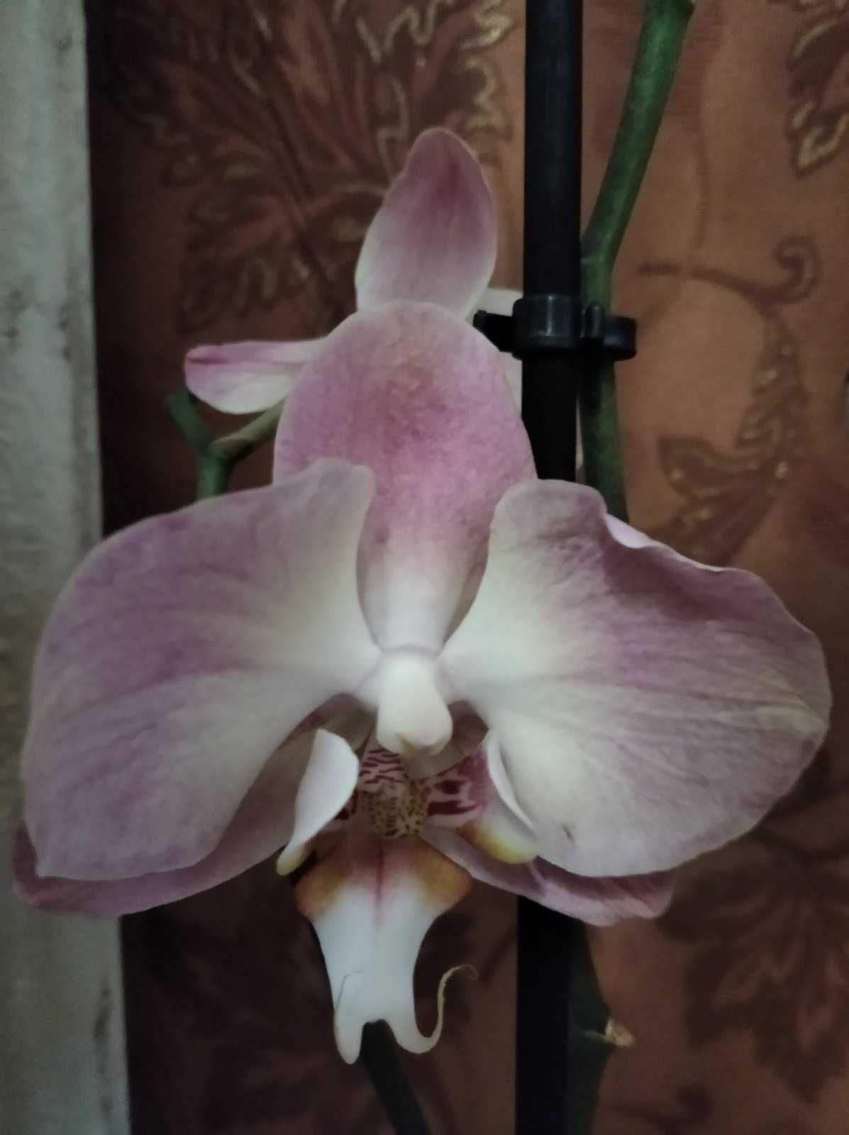 Орхідея ( орхидеи)
