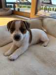 Jack Russell Terrier- gotowe do odbioru