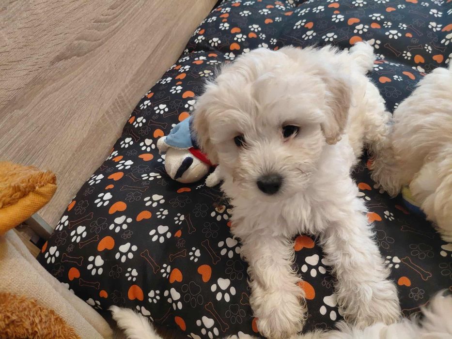 Maltipoo | Śliczny Chłopczyk