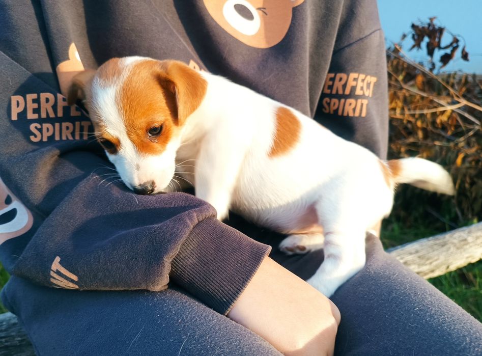Jack Russell Terrier gładkowłosy ZKwP FCI