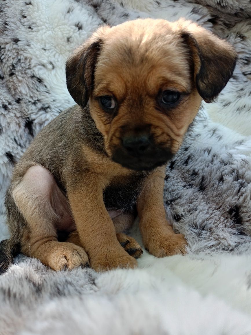 SUCZKA Mops + Chihuahua, cudowny charakter
