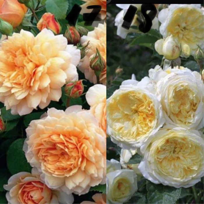 Розы английские