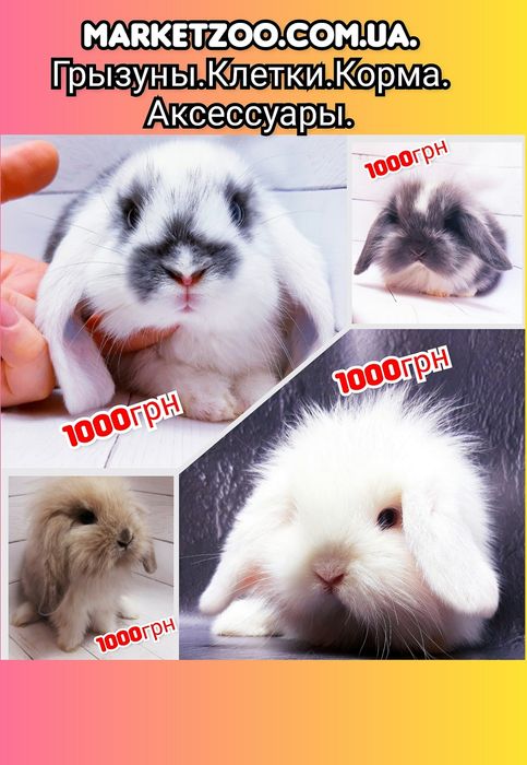 Карликовые супер мини декорат.торчеухие и вислоухие крольчата