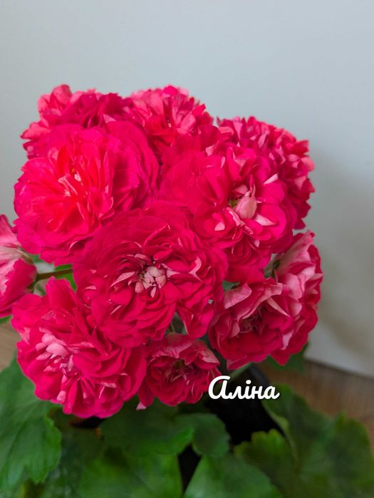 Вино Любові, сортова пеларгонія