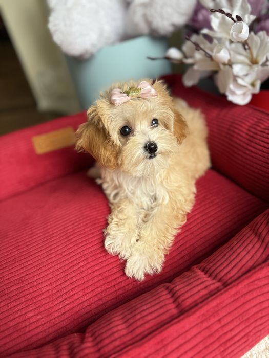 VIP maltipoo f1 мальтипу