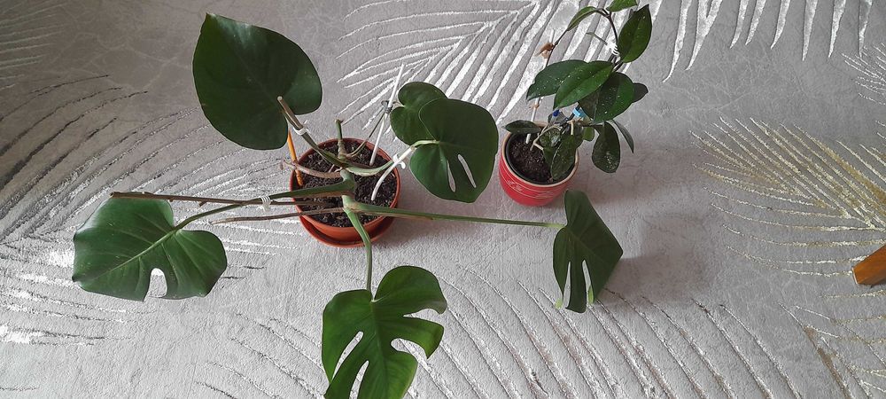 Monstera DELICIOSA dziurawa i hoja pstra,nakrapiana