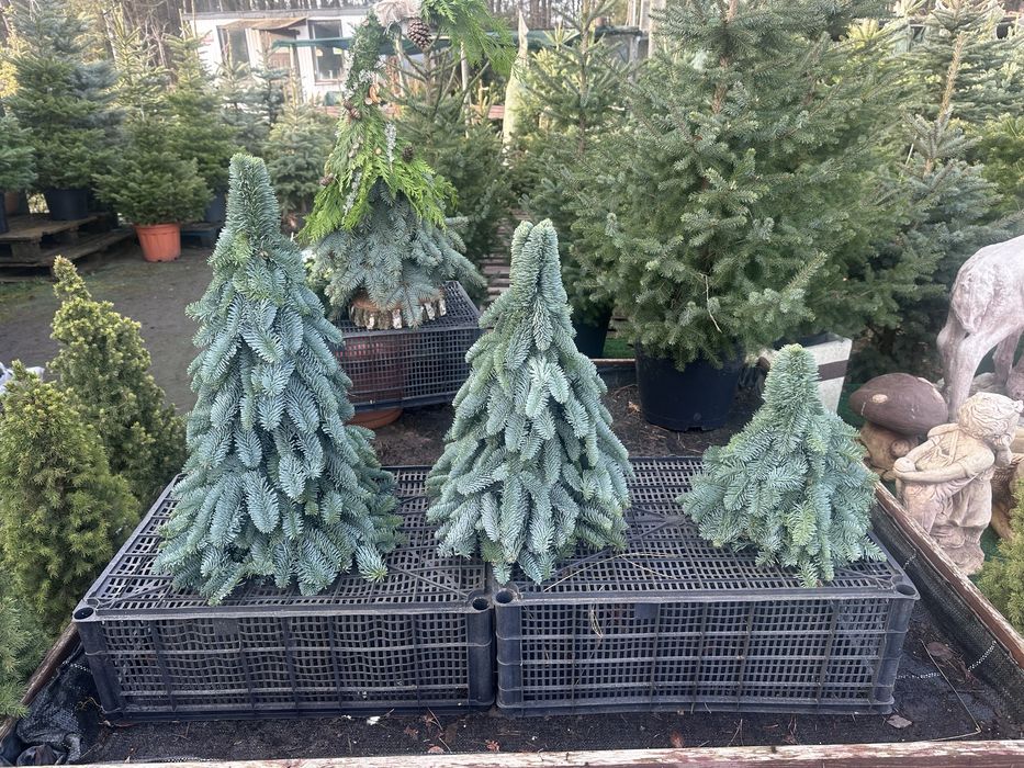 Sprzedaż choinek cietych, doniczkowych, na malym pniu!