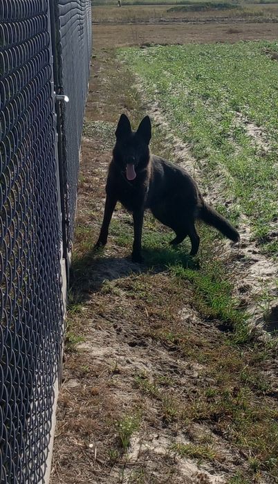 Owczarek Niemiecki Czarny