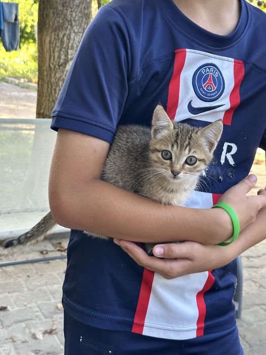 Віддамо в добрі руки кошенят