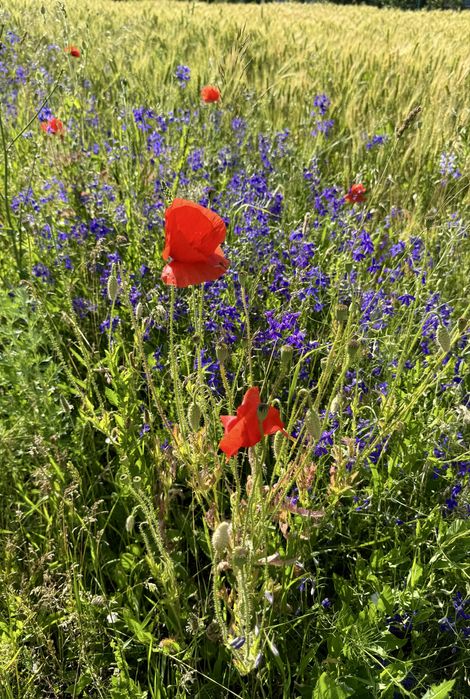 Ділянка 25 сот, с. Щербанівка, Обухів р-н