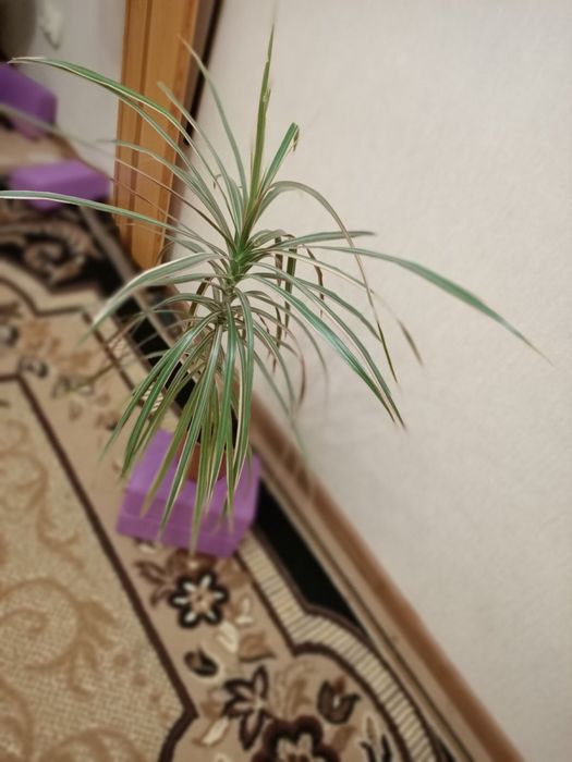 Драцена трехцветная комнатная пальма моргината шефлера вариегатная