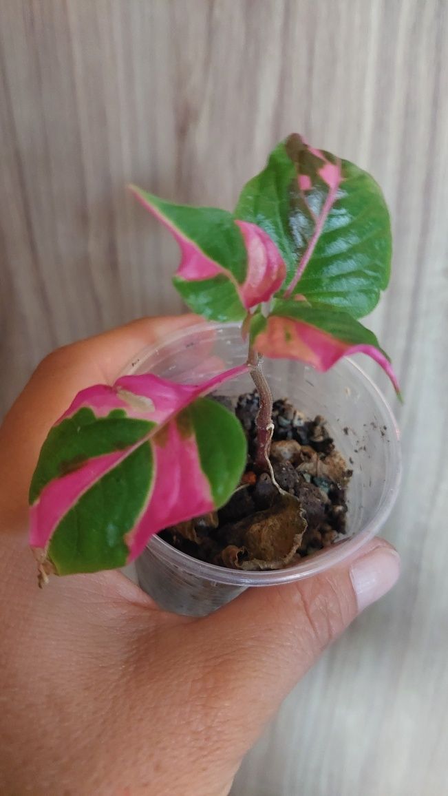Alternanthera Party Time