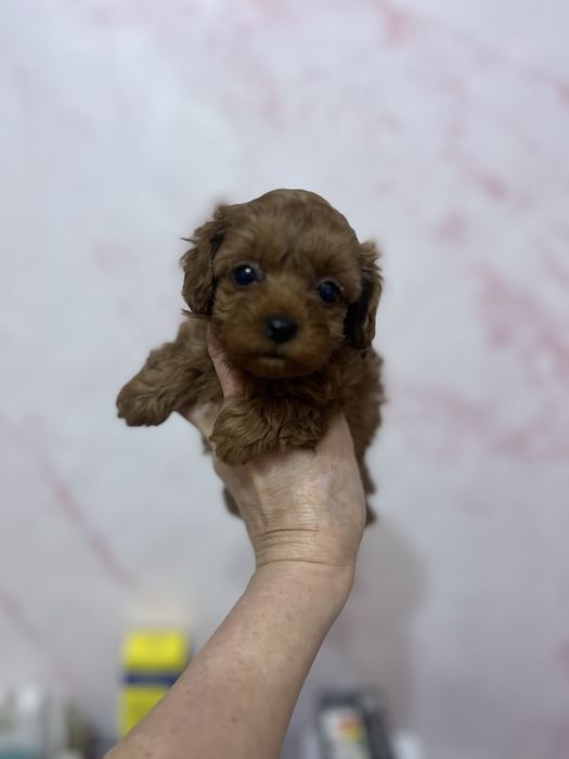 Мальтипу мини девочка ,резервируем мальтипу