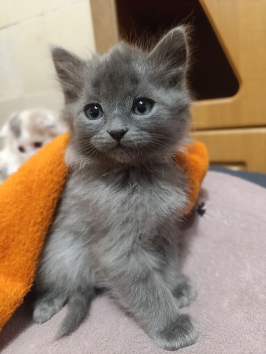 Котики в добрі руки