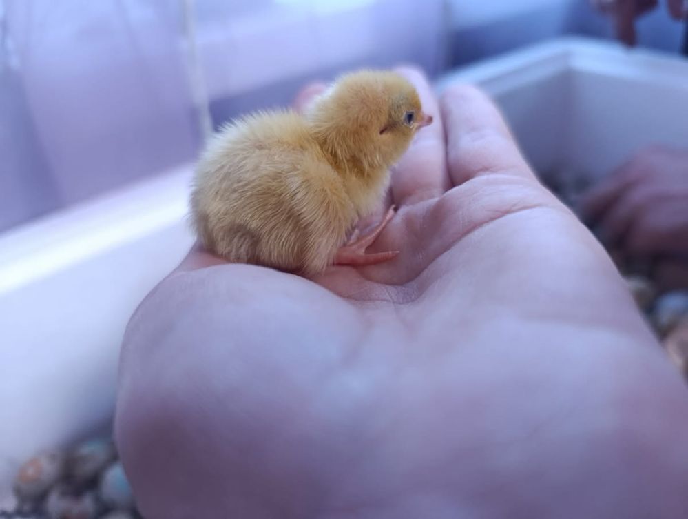 Продам перепілок, недільні.