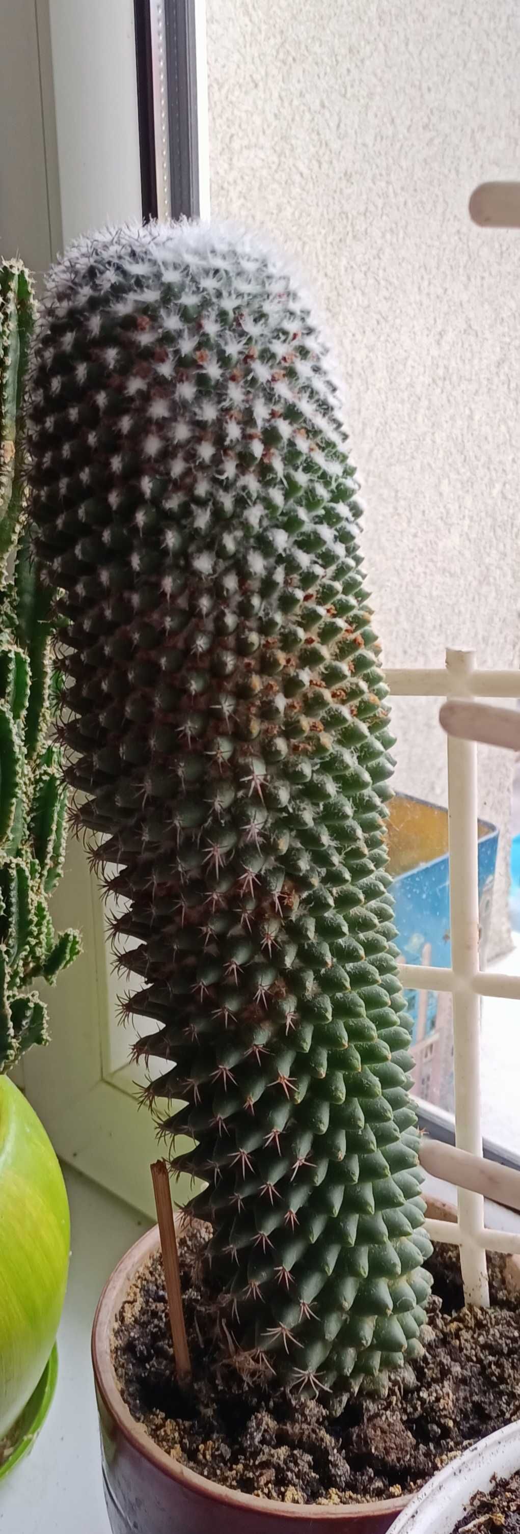 Kaktus z domowej uprawy.