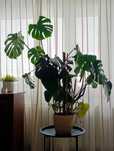 Monstera ok.110 cm