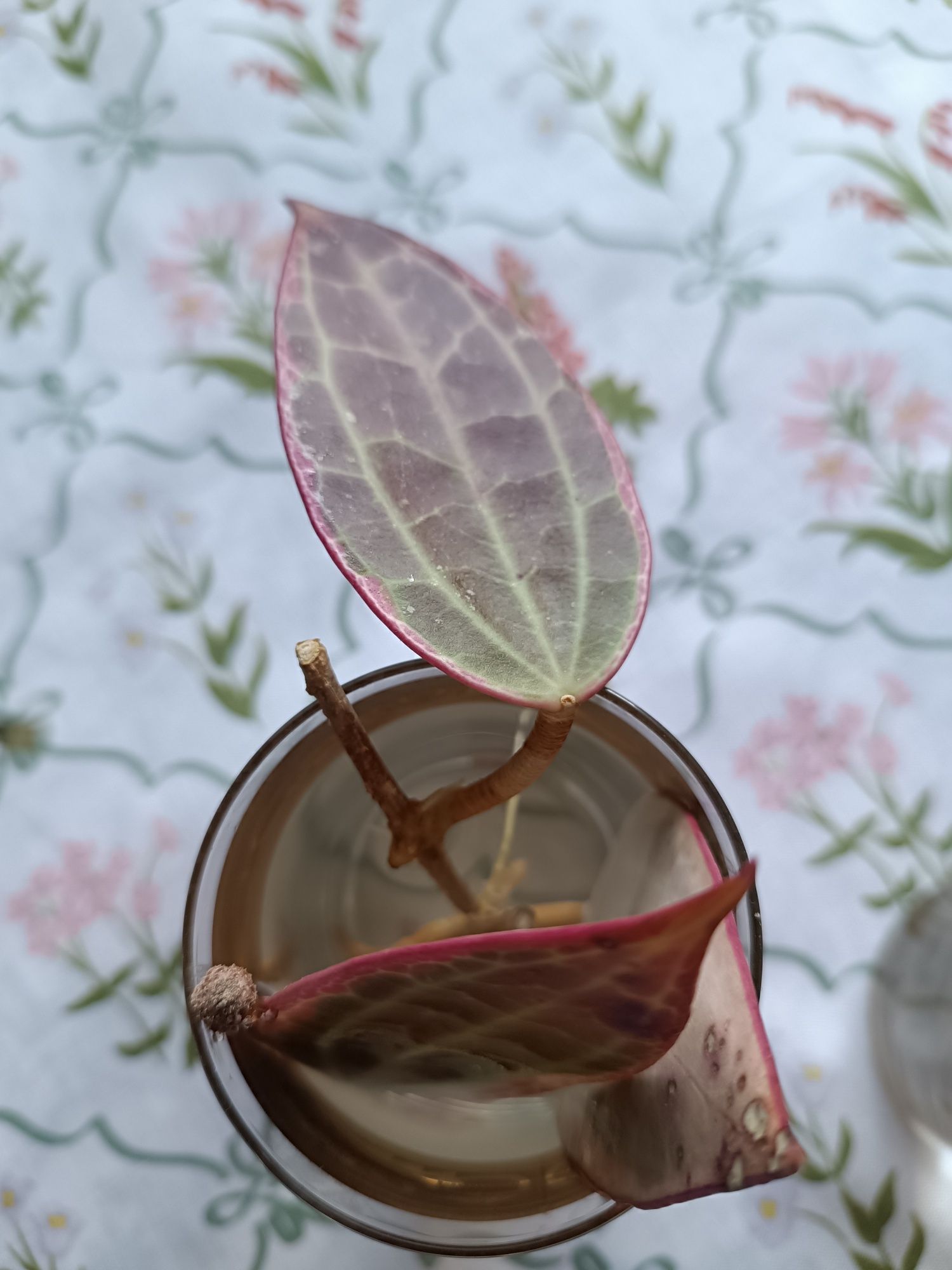 Hoya macrophylla albomarginata