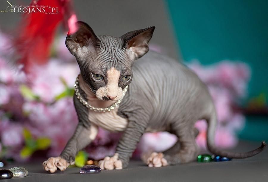 Czarne Kocie •Sfinks Sphynx‼️ poKastracji! W-wa / Sosnowiec / poznań..