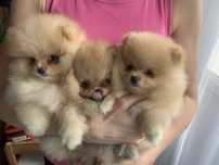 Szpic miniaturowy pomeranian ZKwP(FCI)