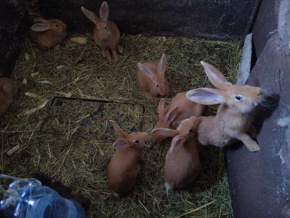 Кролики Бургундські