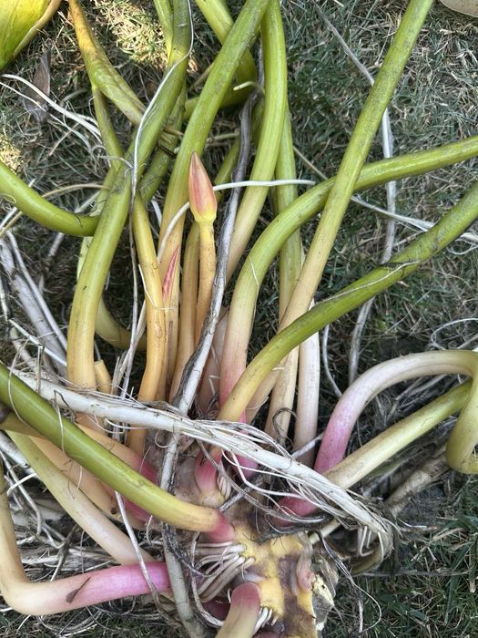 Лілії,німфеї,водна лилия