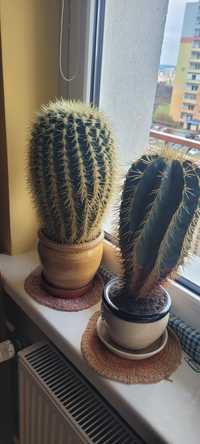 Dwa duże kaktusy 50 cm